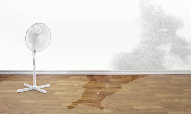 Best Mold removal after water damage  in Hartsdale, NY